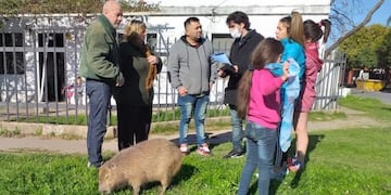 Los vecinos de barrio San Martín adoptaron al roedor tras la muerte de su madre\u002E (@lt9lider)