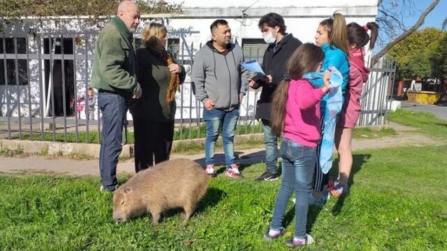 Los vecinos de barrio San Martín adoptaron al roedor tras la muerte de su madre\u002E (@lt9lider)