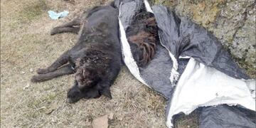 rio turbio perros enveneados