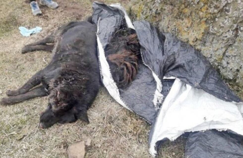 La matanza de perros afecta a varias localidades