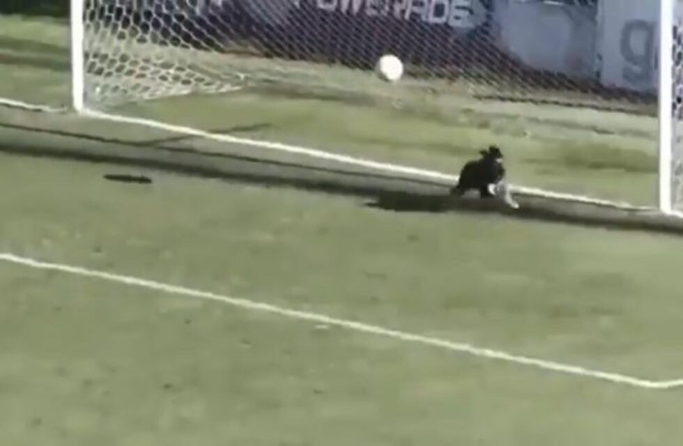 Insólito: un perro se metió a la cancha y atajó un gol