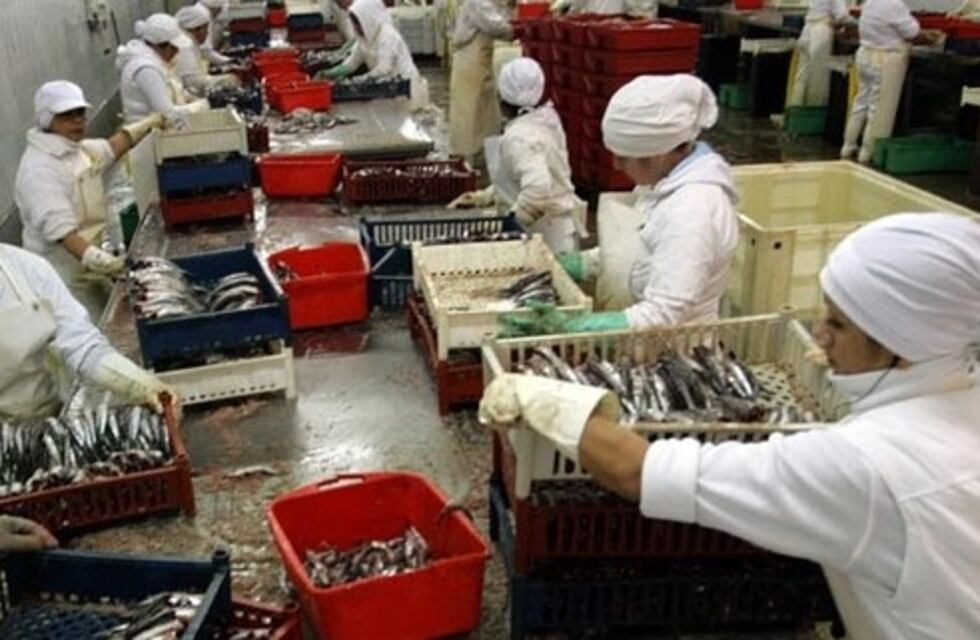 Este fin de semana comenzaría la zafra de anchoas