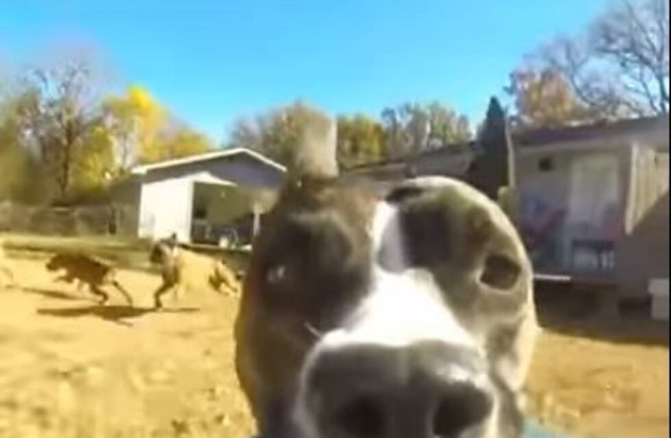 Una perra se robó una cámara, quedó registrado y se viralizó