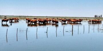 La Federaciu00f3n Agraria Cu00f3rdoba reclama que no se hacen las obras, tras la inundaciones.