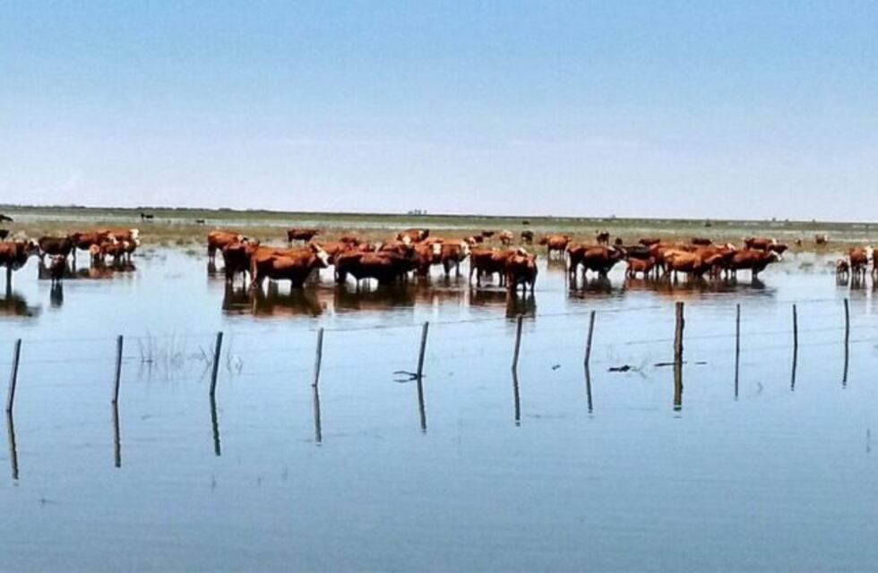 Declararon la emergencia agropecuaria para diferentes zonas de Córdoba