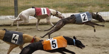 Galgos\u002E