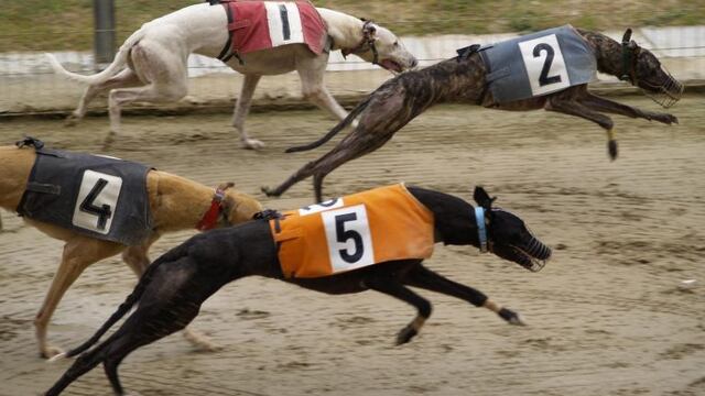 Galgos\u002E