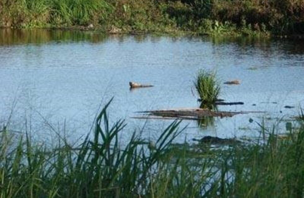 Fue multado por tirar basura en un espacio público y deberá donar pañales a un merendero