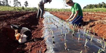 Chacra de Wanda que entrega sus productos a la Cooperativa de Trabajo Integral de esa ciudad misionera\u002E (Telenorte)