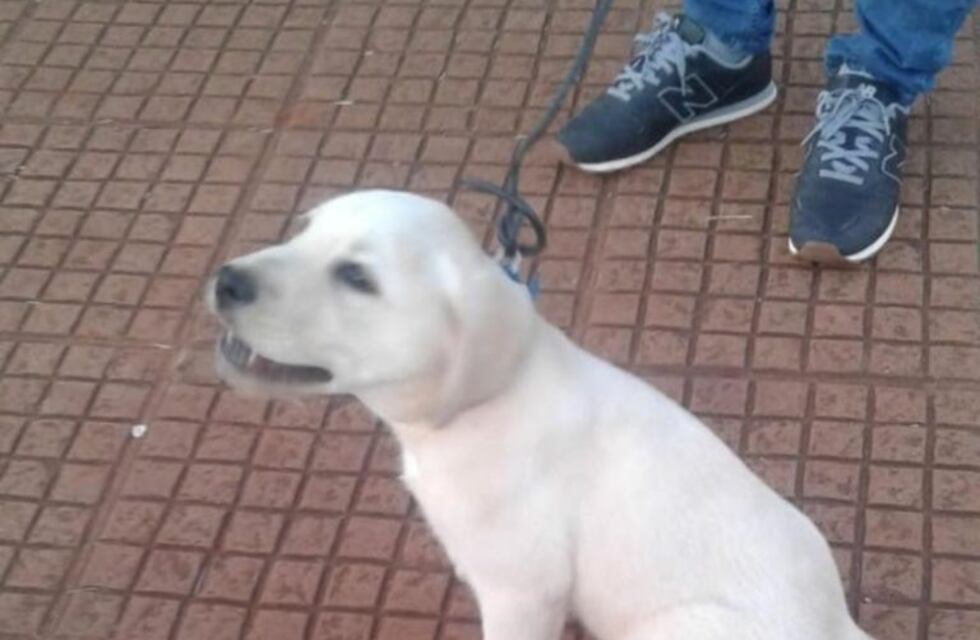 Recuperaron a un cachorro de labrador cuando iba a ser vendido