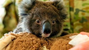 Pequeño koala (Archivo)