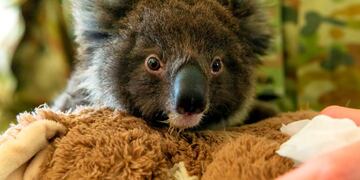 Pequeño koala (Archivo)