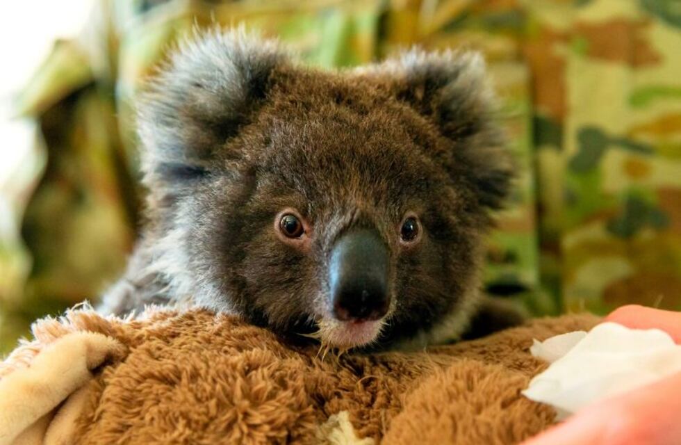Un tierno koala fue sorprendido en un video lamiendo un árbol para calmar la sed y se volvió viral