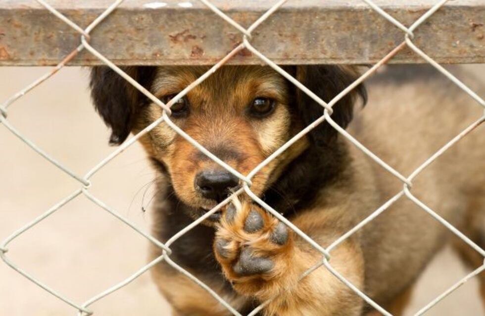 Realizarán una jornada de adopción de mascotas en la plaza San Martin