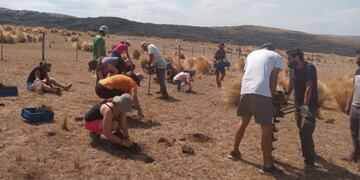 Cinco mil tabaquillos plantados en Los Gigantes\u002E (Foto: gentileza Mariela Rojas)\u002E