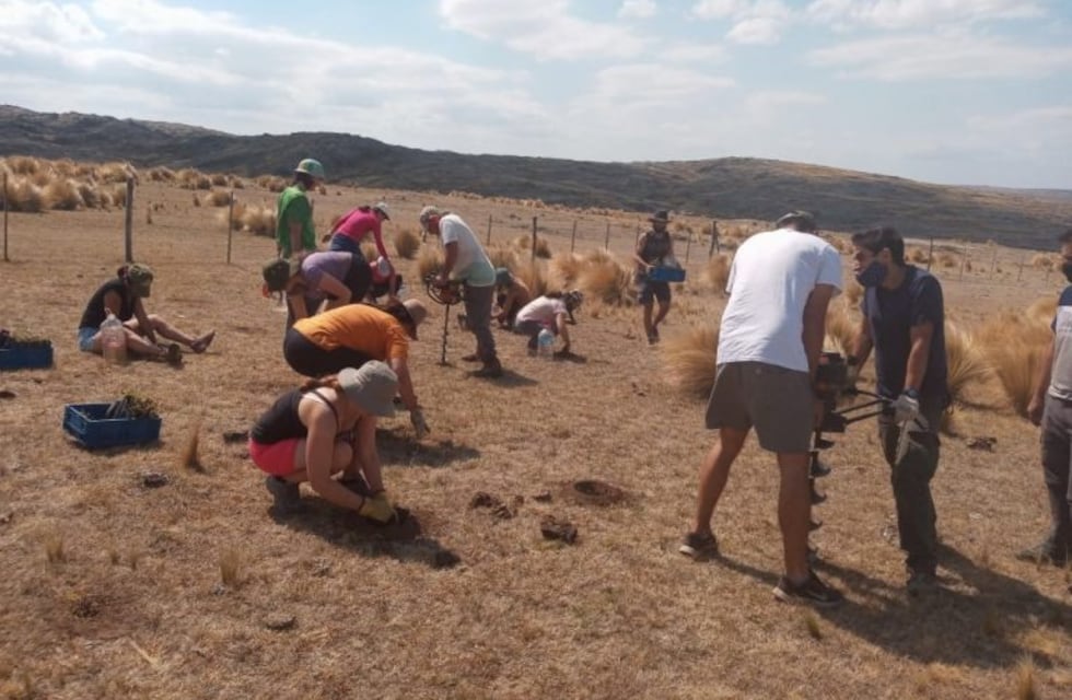 "Apostando a la vida": voluntarios plantaron unos cinco mil tabaquillos en Los Gigantes