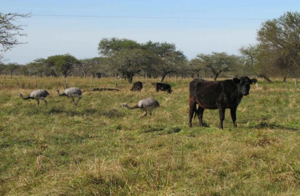 Convocan a presentar planes productivos que preserven los bosques nativos entrerrianos