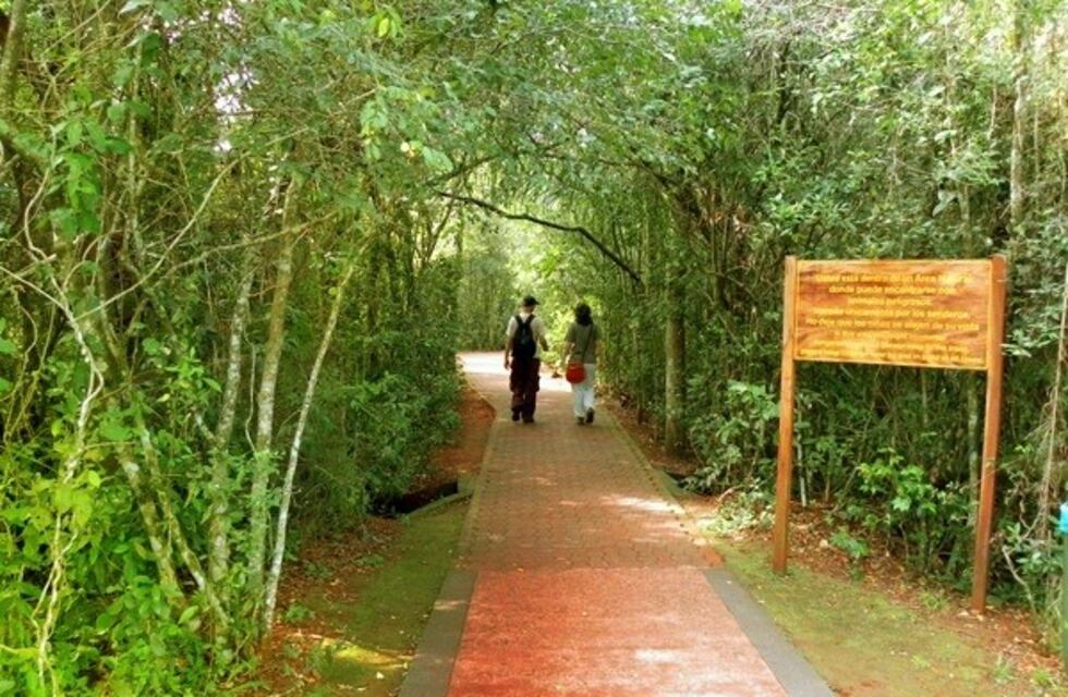 Cerraron un sendero en el Parque Nacional Iguazú por la presencia de un puma