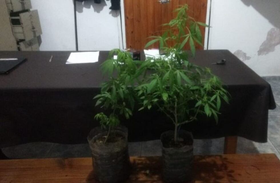 Arrojaron dos macetas con plantas de Cannabis, y huyeron