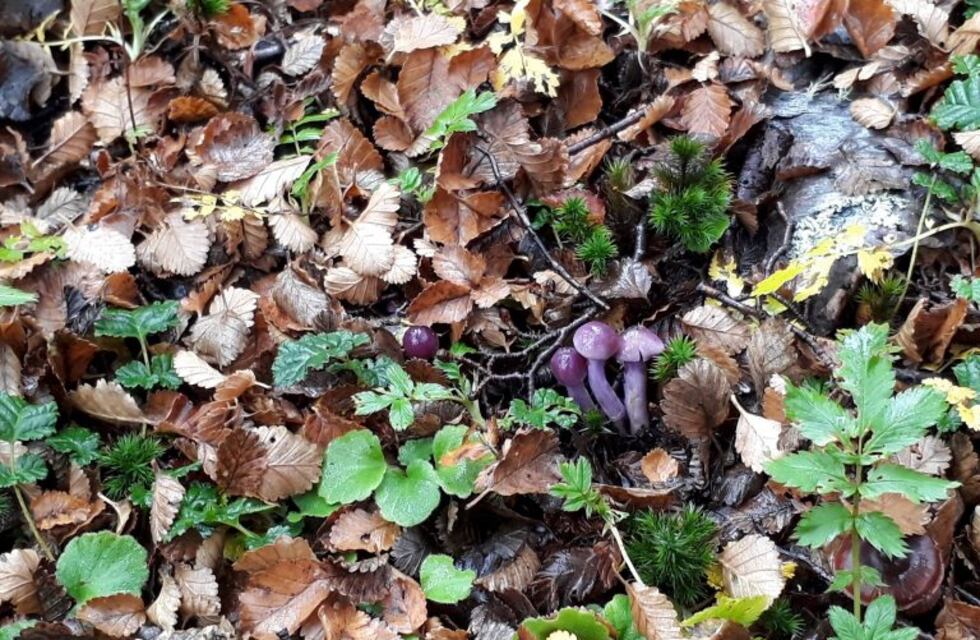 Amplia participación en las Jornadas sobre producción de hongos comestibles Patagónicos