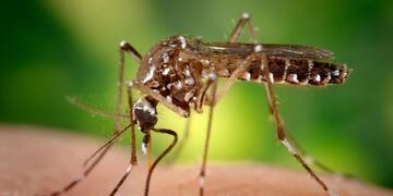 ACOMPAÑA CRÓNICA***AME9380\u002E MIAMI (ESTADOS UNIDOS), 19/08/2020\u002E- Fotografía cedida hoy por los Centros para el Control y Prevención de Enfermedades (CDC) de Estados Unidos, donde aparece una hembra del mosquito Aedes aegypti mientras obtiene sangre de un ser humano a través de su estilete puntiagudo\u002E Los Cayos de Florida van a ser el escenario de la primera prueba en EE\u002EUU\u002E con mosquitos Aedes aegypti modificados genéticamente, una alternativa a los insecticidas y larvicidas para acabar con el transmisor de enfermedades como el dengue, el zika o la fiebre amarilla que siempre ha estado rodeada de polémica\u002E EFE/ Centros para el Control y Prevención de Enfermedades de EEUU /SOLO USO EDITORIAL /NO VENTAS