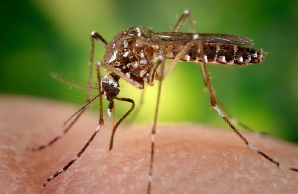 Con las fronteras cerradas, estiman que los casos de dengue podrían disminuir en Misiones