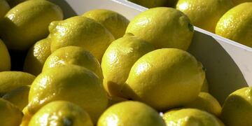 El gobierno celebró la exportación del limón a India\u002E (DYN)