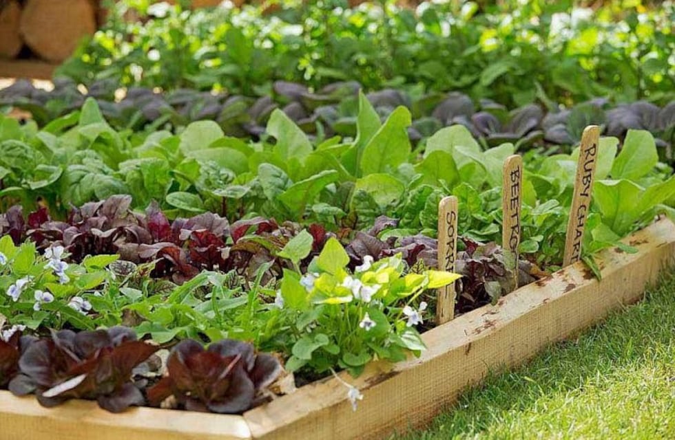 Se realizará charla ProHuerta en la ciudad de Unquillo