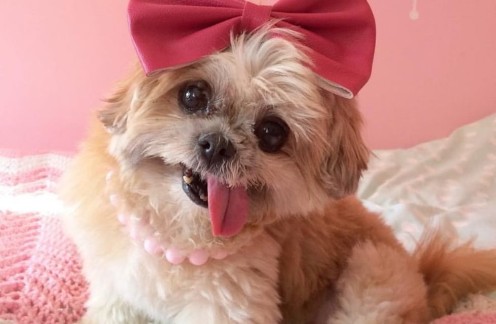 Murió Marnie, la perrita más famosa de Instagram