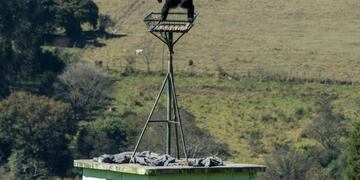 Cecilia en el Santuario de Grandes Primates de Sorocaba\u002E AFP)
