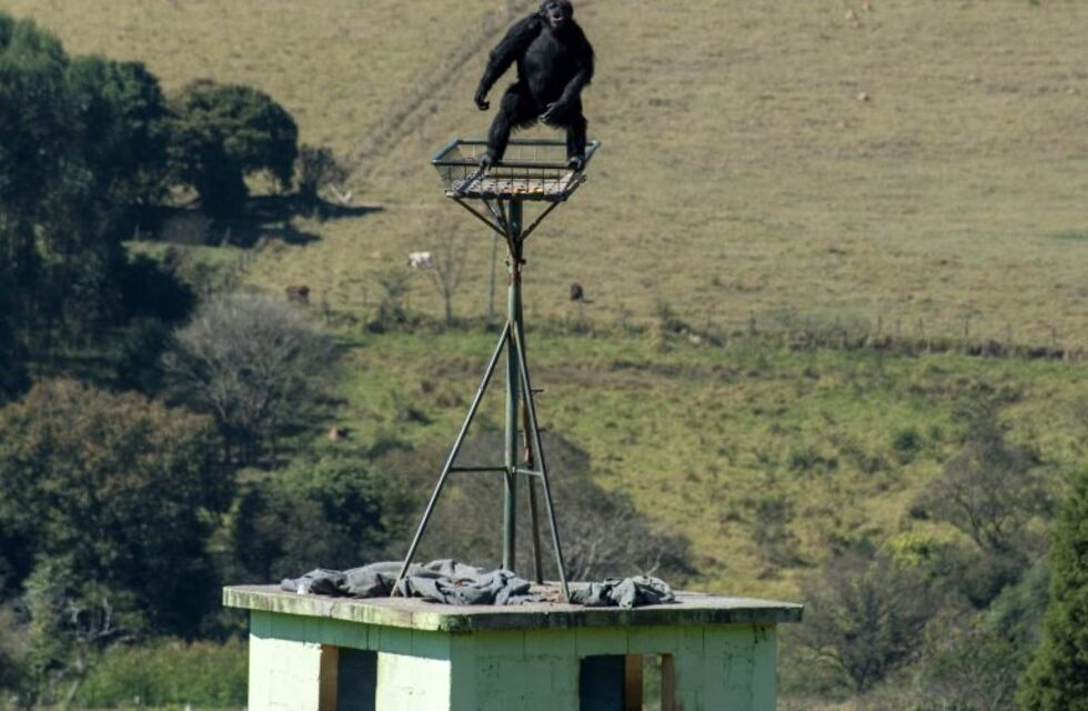 Fotos: mirá cómo se recupera de la depresión la chimpancé Cecilia en Brasil
