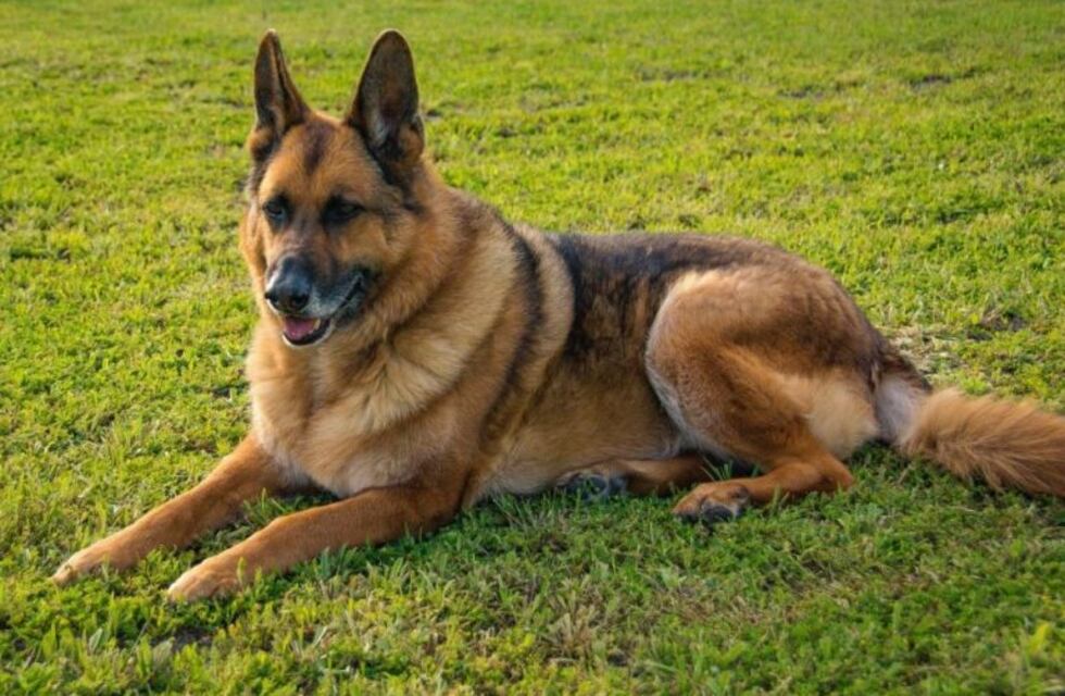 Abandonaron a su perro en la calle y persiguió el auto de sus dueñas con desesperación