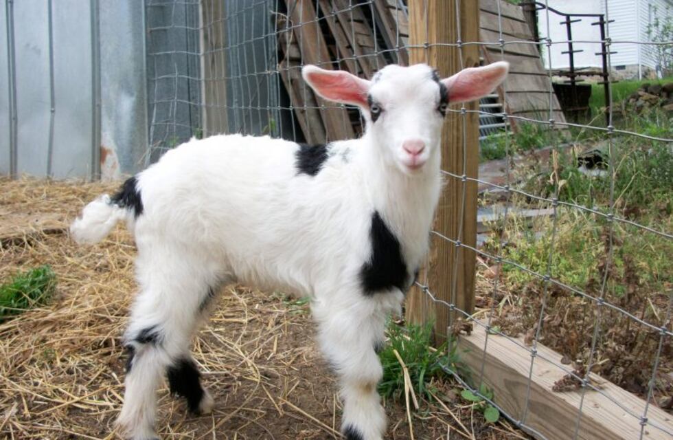 Robaron al cabrito "Arturo", la mascota de una familia
