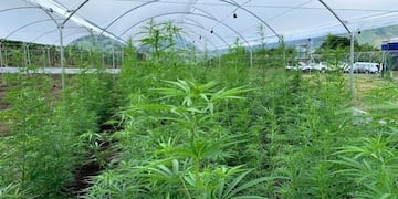 El INTA analiza cultivar dos hectáreas de cannabis para uso medicinal en Río Negro