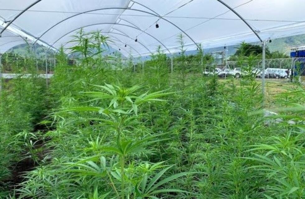 El INTA analiza cultivar dos hectáreas de cannabis para uso medicinal en Río Negro