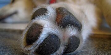 El tierno perrito rosarino que no quiere vacunarse