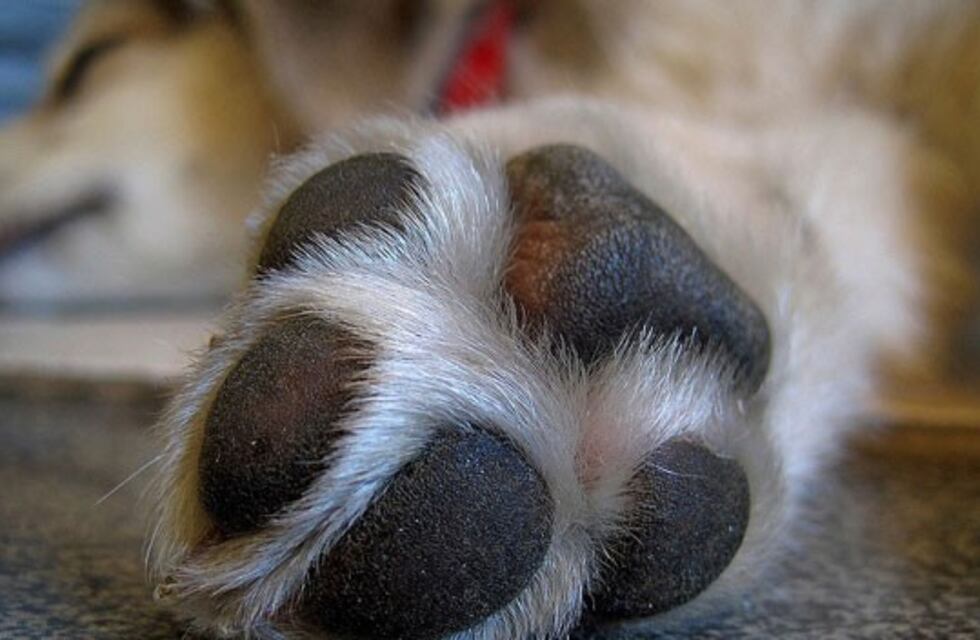 El perrito rosarino que se ofendió con su dueña porque lo llevó a vacunar