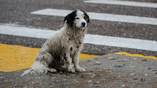 La ocurrente idea para que el animal no se moje con la lluvia.