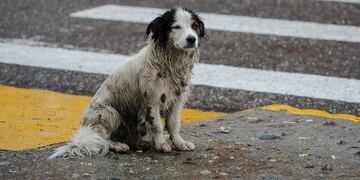La ocurrente idea para que el animal no se moje con la lluvia.