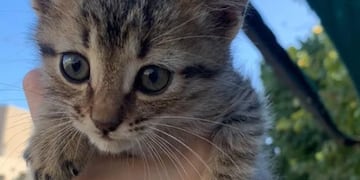 Protectoras de animales de San Juan alertan por una mujer que adoptó varios gatos y desconocen sus fines