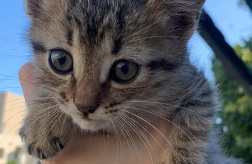 Protectoras de animales de San Juan alertan por una mujer que adoptó varios gatos y desconocen sus fines