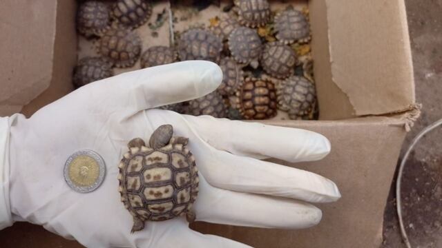 Rescataron en La Plata a más de 300 especies de aves y reptiles vendidos ilegalmente.
