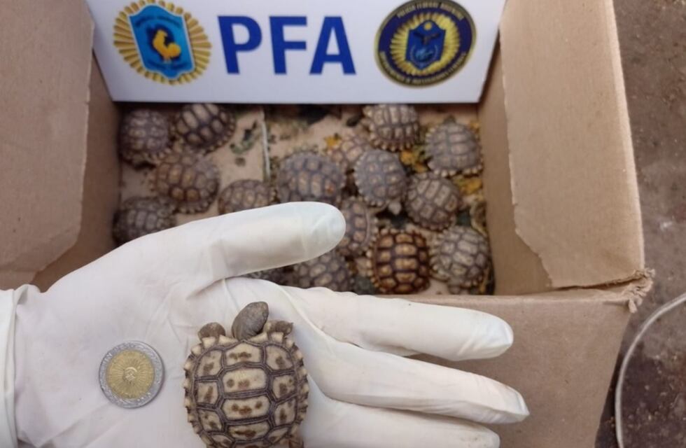 Rescataron más de 300 animales exóticos que iban a ser vendidos ilegalmente en una casa de La Plata