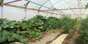 La segunda cosecha será destinada al Hogar de ancianos