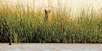 HUGO GIRAUDO: CAPTANDO AGUARÁ GUAZÚ