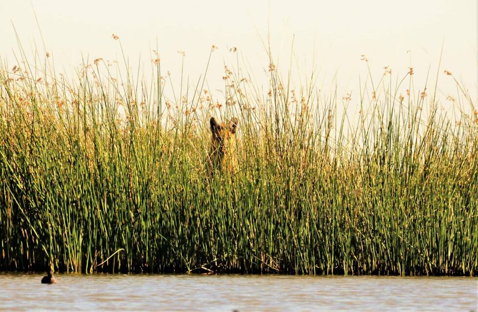 Imágenes espectaculares de un animal en peligro de extinción