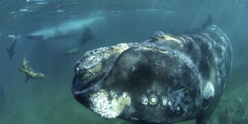 La increíble foto que tomó Andrés Bonetti mientras buceaba por Península Valdés.