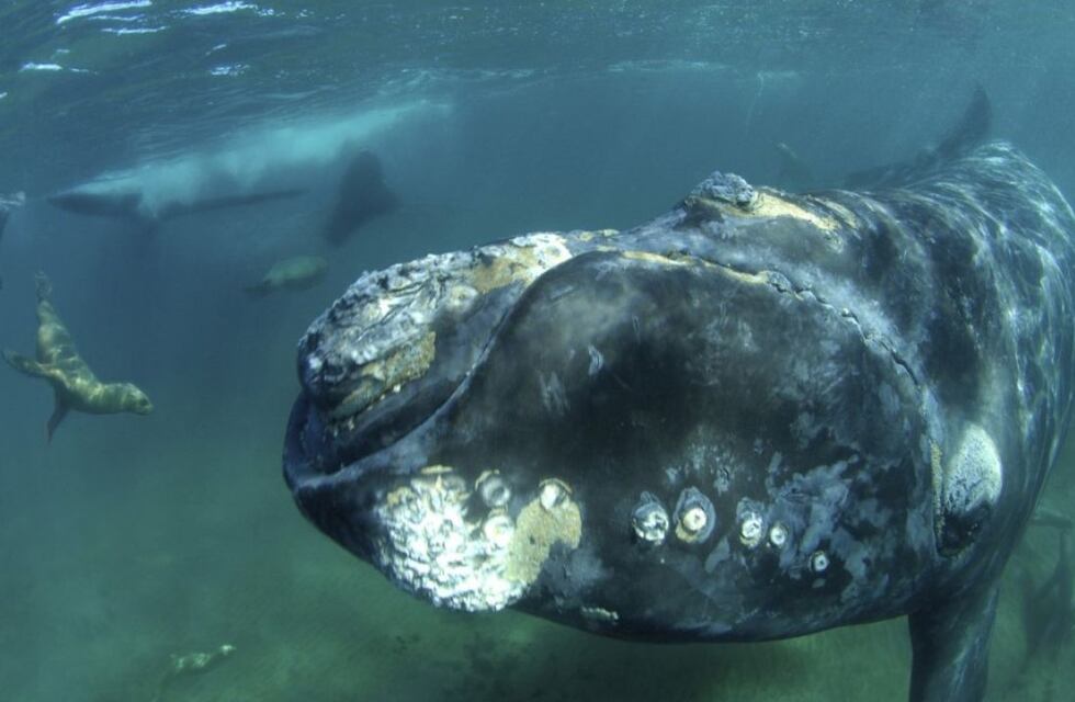 Un fotógrafo buceó en Península Valdés, se acercó una ballena con su cría y capturó una secuencia espectacular