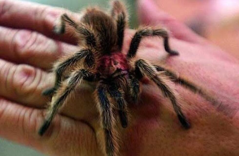 ¡Arácnidos y víboras invaden Mendoza!