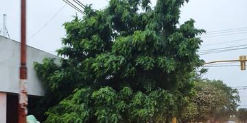 Caida de arboles en Arroyito